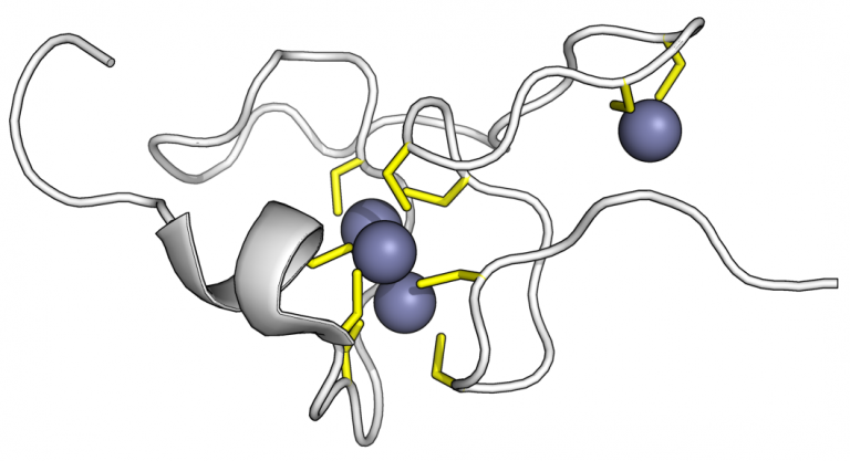 Metallothionein